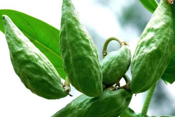 减肥可以吃牛角瓜,天然低脂美食，轻松享瘦新选择