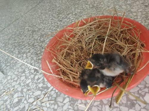 燕子采耳吃瓜,夏日闲情逸致生活图鉴